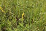 Agrimonia eupatoria