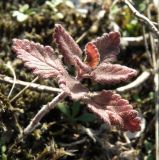 Teucrium chamaedrys