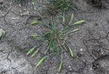 Hordeum murinum