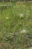 Parnassia palustris