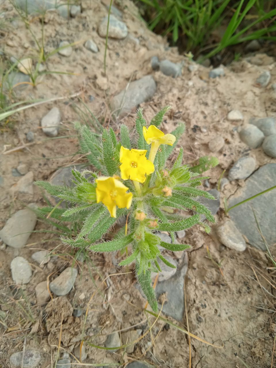 Изображение особи Arnebia coerulea.