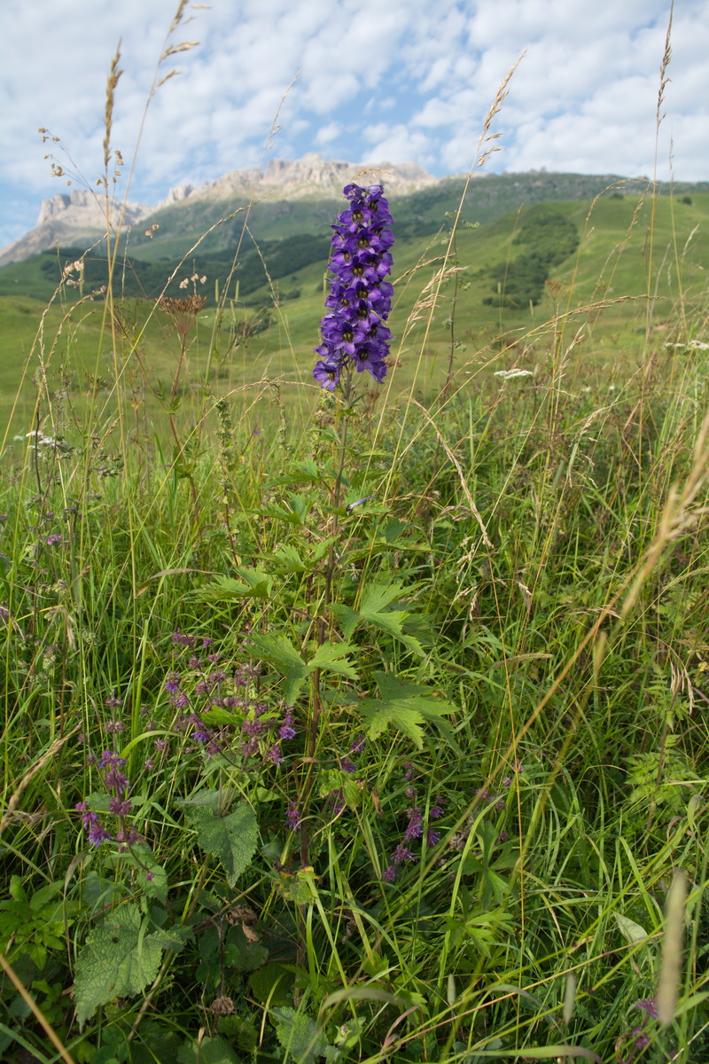 Изображение особи род Delphinium.