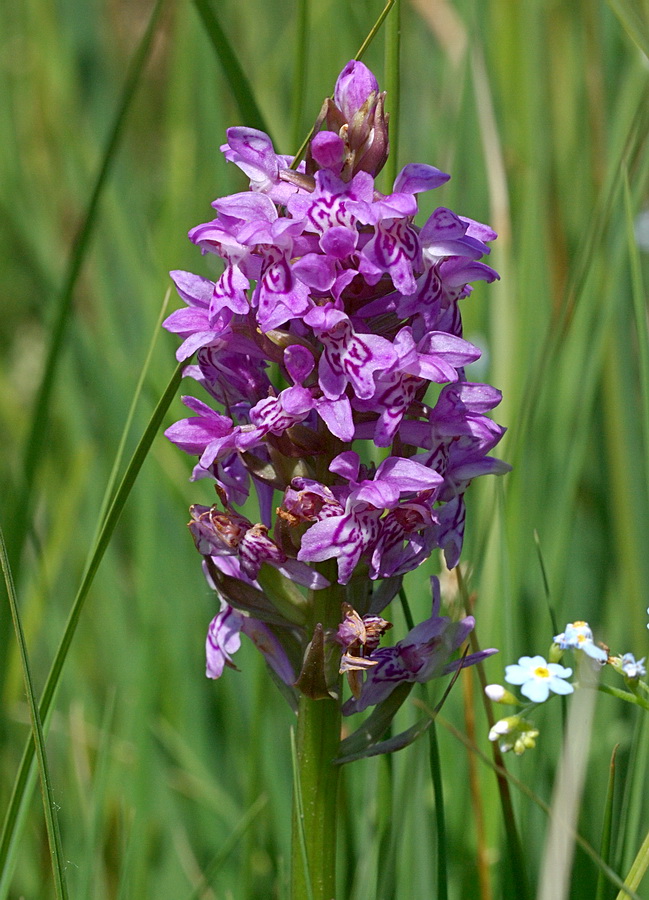 Изображение особи Dactylorhiza majalis.