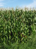 Zea mays. Цветущие растения. Нидерланды, провинция Drenthe, окрестности населённого пункта Yde, посевы кукурузы. 9 августа 2008 г.