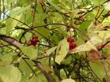 Schisandra chinensis. Часть ветви с плодами и листьями в осенней окраске. Хабаровский край, Ванинский р-н, с. Кенада, каменистый склон в долине р. Мули. 24.09.2007.