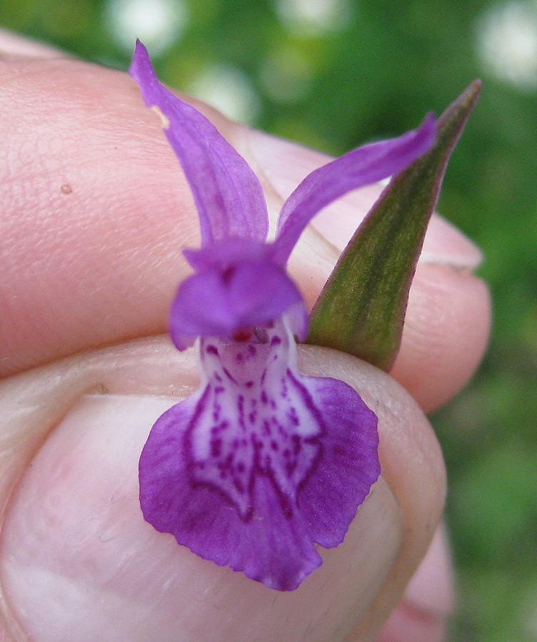 Изображение особи Dactylorhiza majalis.