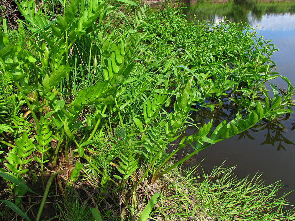 Изображение особи Sium latifolium.