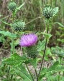 Cirsium vulgare. Верхушка цветущего растения. Тверская обл., Жарковский р-н, окр. пгт Жарковский, обочина железной дороги. 28.08.2012.