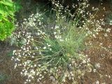 Gypsophila pallasii. Цветущее растение. Ростовская обл., г. Новочеркасск, бугры. 18.07.2010.