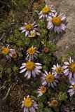 Waldheimia tridactylites