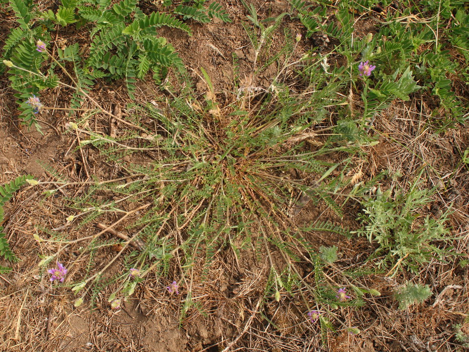 Изображение особи Astragalus onobrychis.