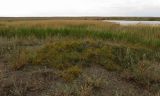 Ephedra lomatolepis