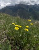 Alyssum trichostachyum. Цветущее растение на альпийском лугу. Карачаево-Черкесия, Теберда, гора Лысая. 29.05.2013.