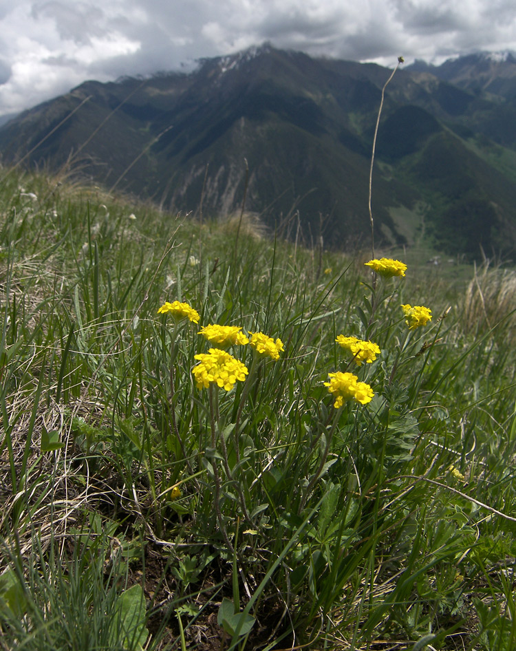 Изображение особи Alyssum trichostachyum.