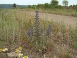 Echium vulgare. Цветущее растение у дороги. Иркутская обл., Иркутский р-н, окр. с. Пивовариха, у р. Ушаковка. 23.07.2013.