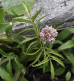 Centranthus calcitrapae