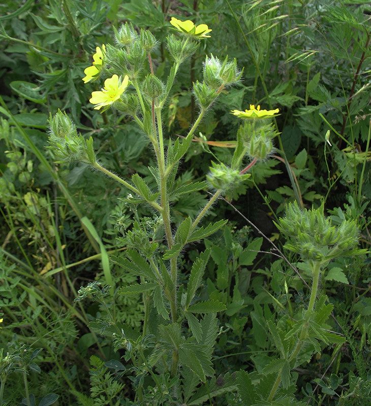 Изображение особи Potentilla recta.