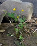 Ranunculus repens. Цветущее растение. Карелия, Ладожское озеро, остров Валаам. 20.06.2012.