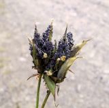 Oxytropis sordida. Соплодие, пораженное тлёй. Кольский полуостров, Восточный Мурман, пос. Дальние Зеленцы. 04.08.2009.