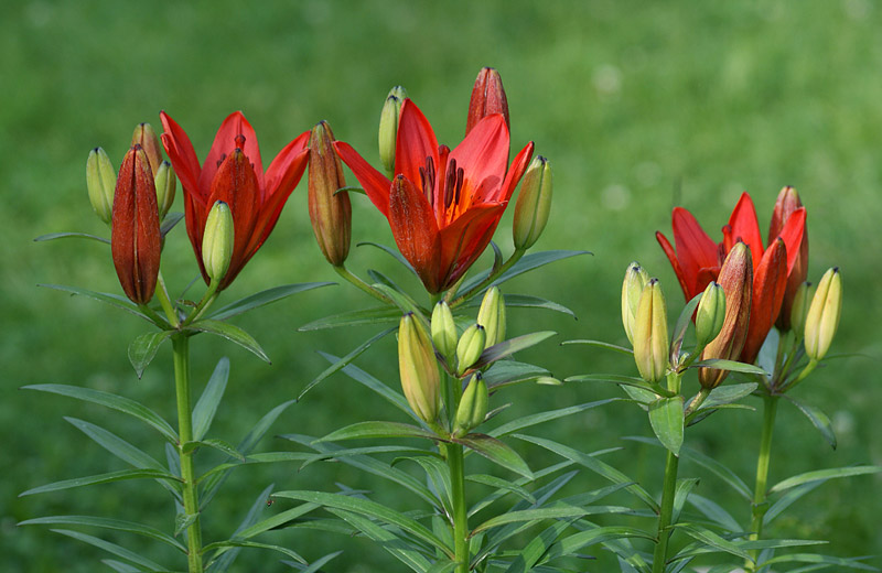 Image of Lilium pensylvanicum specimen.