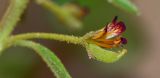 Cleome amblyocarpa