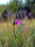 Vicia angustifolia