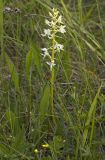 Platanthera bifolia