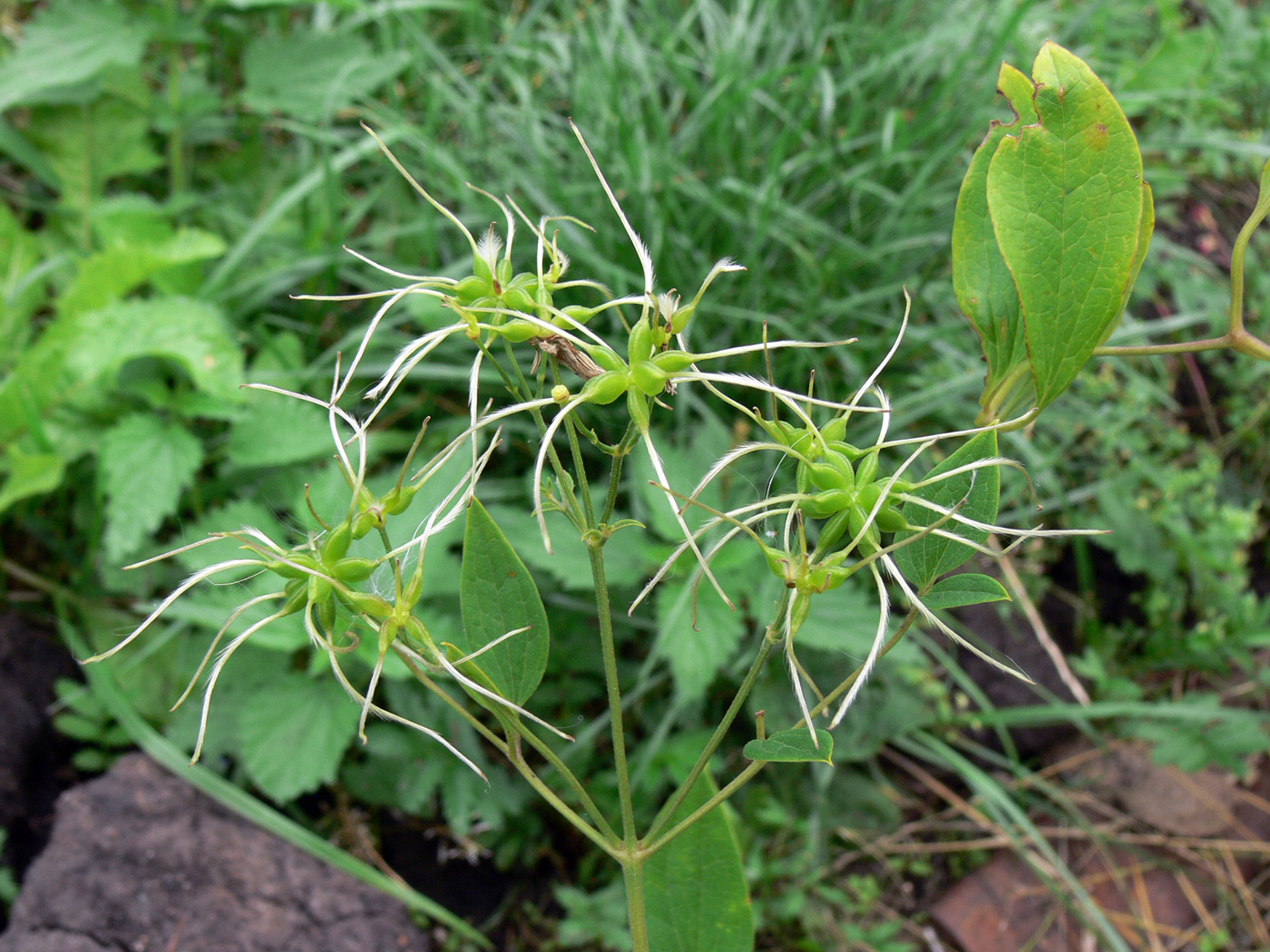 Изображение особи Clematis mandshurica.