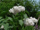 Syringa vulgaris. Верхушка ветви с соцветиями (культивар). Иркутск, в озеленении улицы. 10.06.2016.