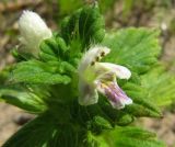 Galeopsis bifida. Цветок и листья. Ленинградская обл., Ломоносовский р-н, окр. пос. Большая Ижора, побережье Финского залива, песчаный береговой вал. 02.07.2016.