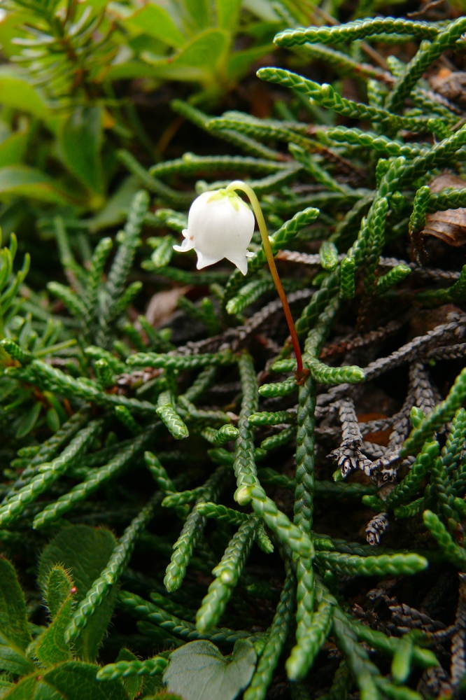 Изображение особи Cassiope lycopodioides.