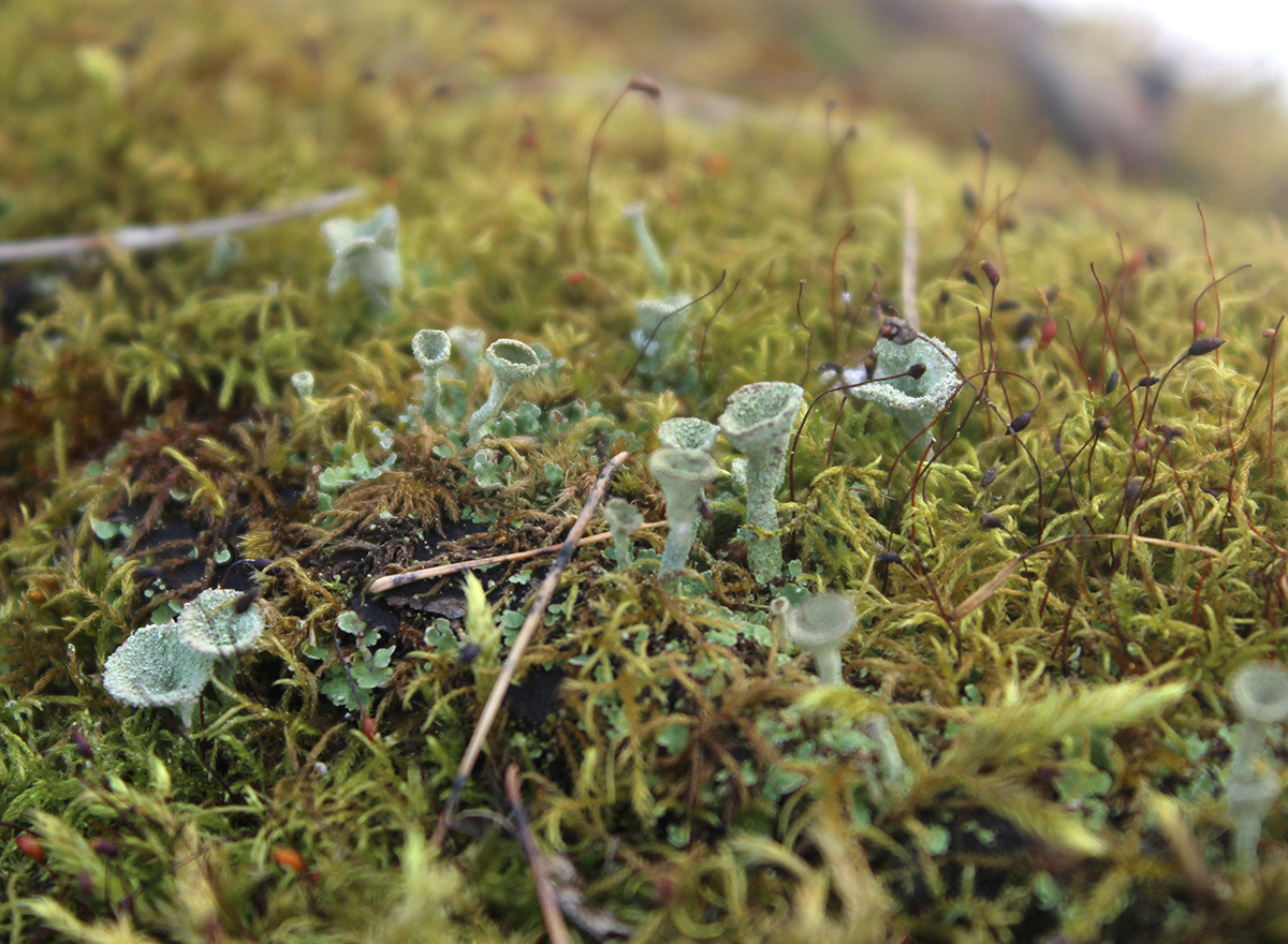 Изображение особи Cladonia fimbriata.