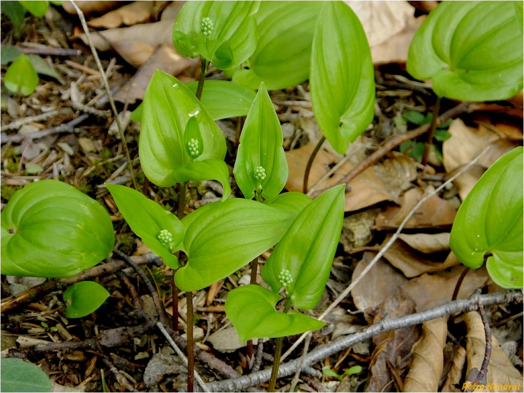 Изображение особи Maianthemum bifolium.