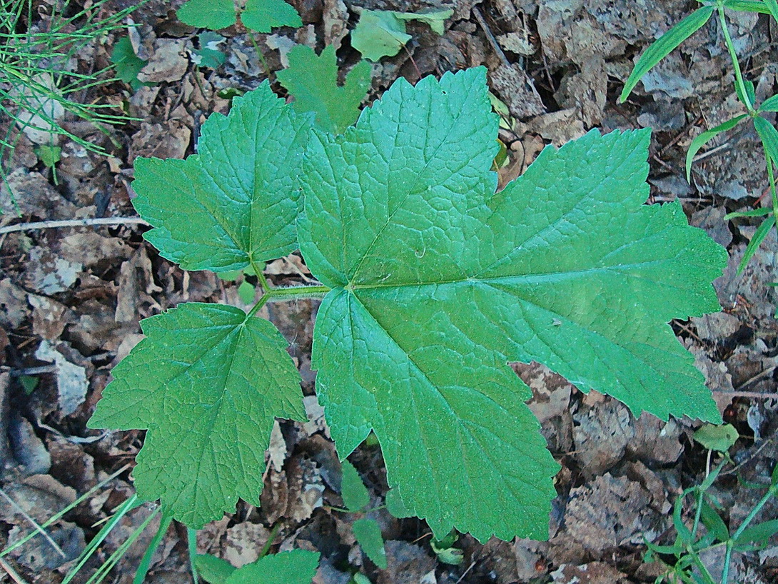 Изображение особи Heracleum sibiricum.