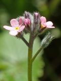 Myosotis arvensis