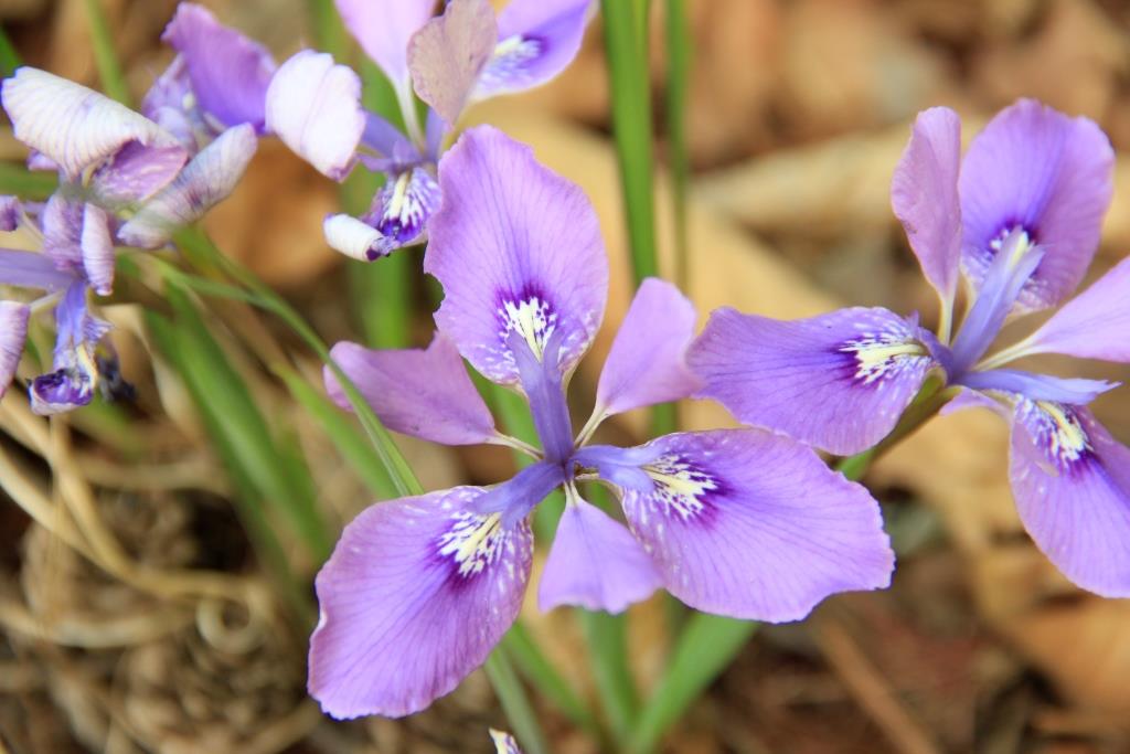 Image of Iris rossii specimen.