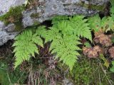 Dryopteris assimilis. Спороносящее растение в щели под камнем. Кабардино-Балкария, Эльбрусский р-н, долина р. Юсеньги, ок. 2300 м н.у.м., среди камней. 25.08.2017.