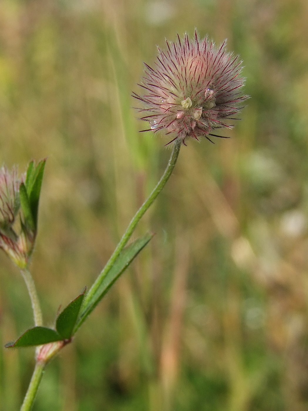 Изображение особи Trifolium arvense.