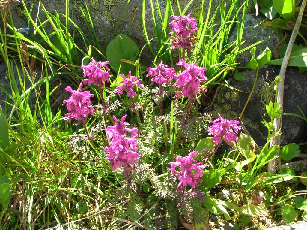 Image of Pedicularis anthemifolia specimen.
