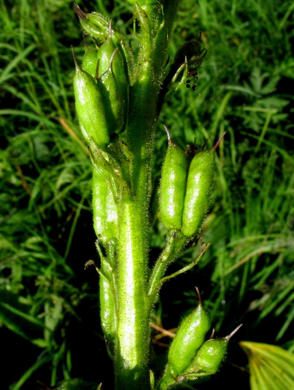 Изображение особи Aconitum sajanense.