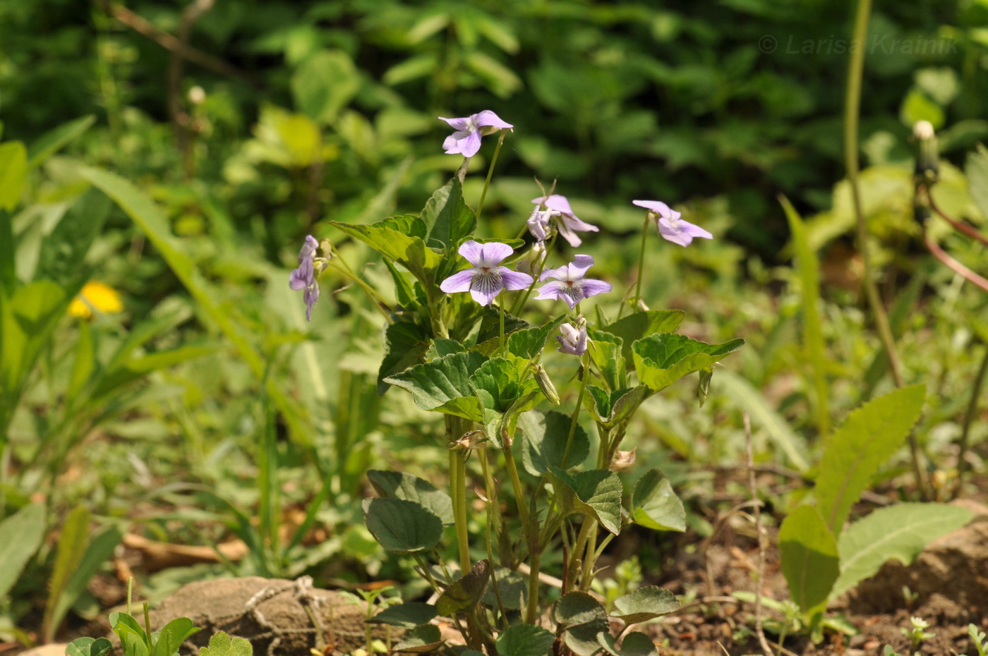 Изображение особи Viola austro-ussuriensis.