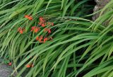 Crocosmia × crocosmiiflora. Цветущее растение. Абхазия, Гудаутский р-н, Новый Афон, в культуре. 18.07.2017.