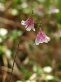 Linnaea borealis. Соцветие. Магаданская обл., Ольский р-н, р. Верхний Омчик, лиственичник в долине. 18.07.2012.