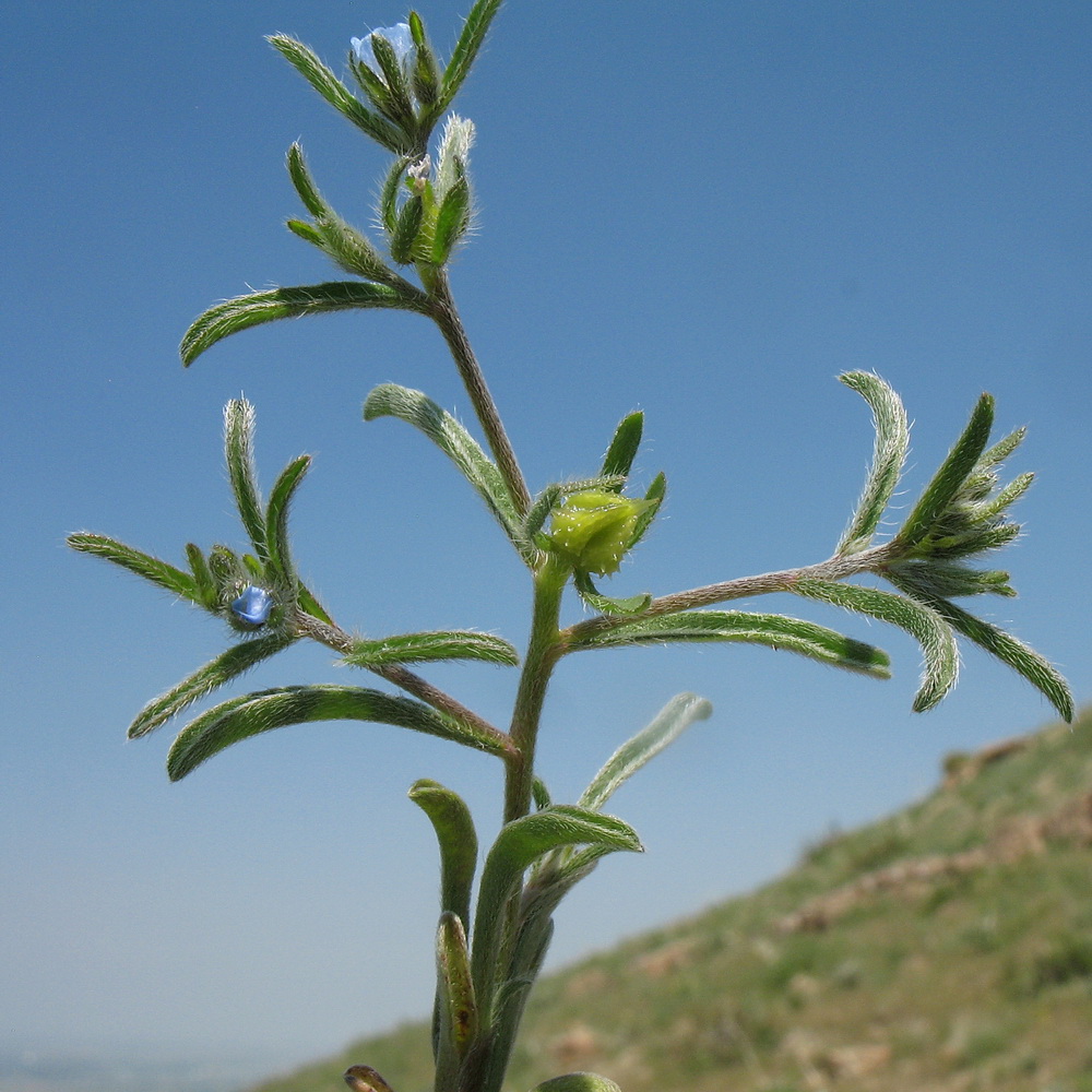 Изображение особи Lappula spinocarpos.