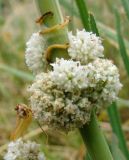 Cuscuta planiflora. Соцветия цветущего растения, паразитирующего на Falcaria vulgaris. Краснодарский край, г. Усть-Лабинск, берег р. Кубань, сухой травянистый склон. 16.06.2018.