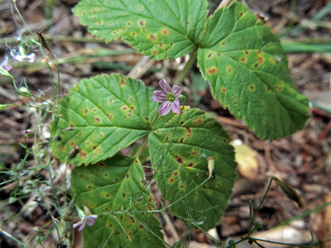 Изображение особи Psammophiliella muralis.