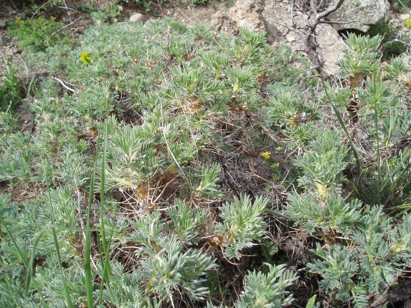 Изображение особи Astragalus arnacantha.