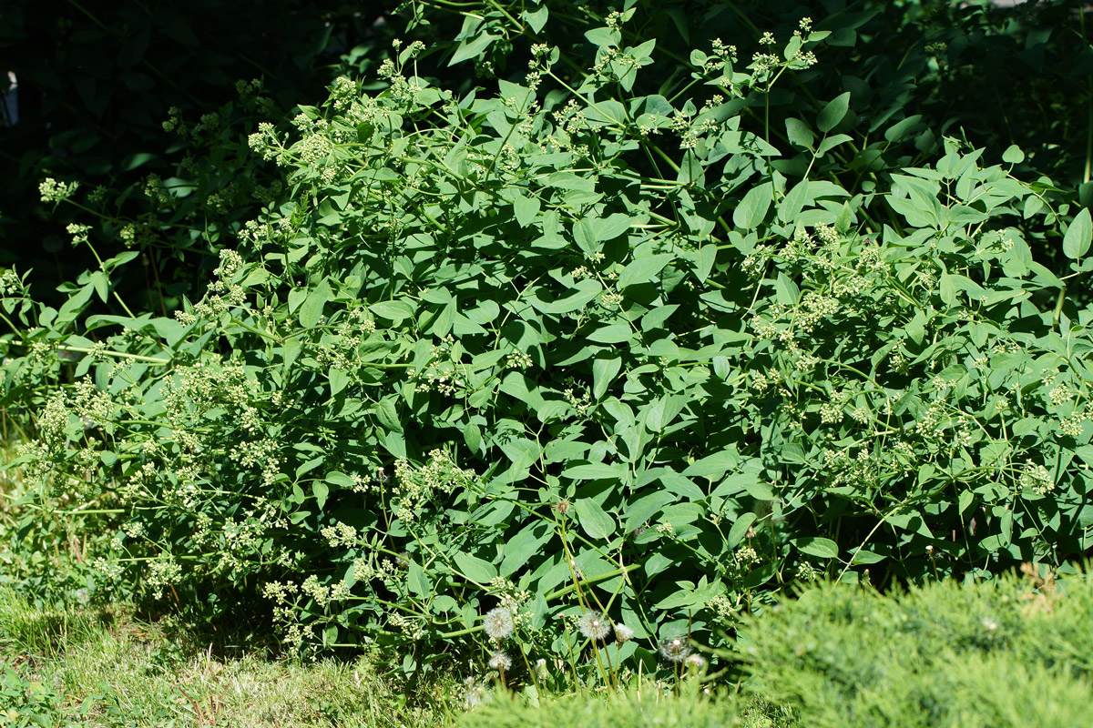 Изображение особи Clematis lathyrifolia.