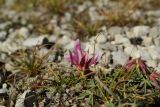 Trifolium polyphyllum. Цветущее растение. Карачаево-Черкесия, Малокарачаевский р-н, Хасаутский заказник, гора Большой Бермамыт, каменистый склон. 13.09.2018.