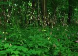 Lilium martagon